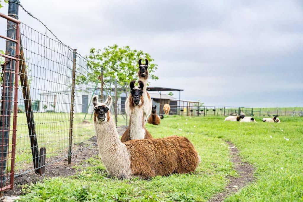 Silo House At Laughing Llama Farm Troy Exterior foto